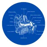 Ear Malformation